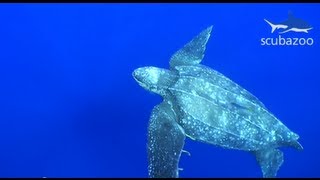 HD Leatherback Turtle footage Dermochelys coriacea [upl. by Torre]