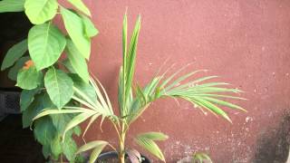 2 Years Palm Tree Growing Time Lapse  815 Days 5K [upl. by Patnode]