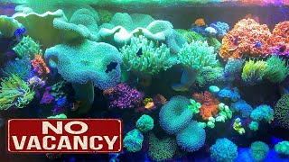 REEF TANK REACHES CAPACITY  More corals added and the color smash 100 gallon is full [upl. by Hsekin260]