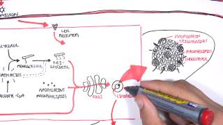 Physiology of Lipoproteins Cholesterol [upl. by Crelin]