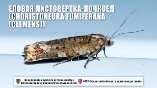 Еловая листоверткапочкоед Choristoneura fumiferana Clemens [upl. by Idnar399]