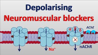 Depolarising neuromuscular blockers [upl. by Laise]