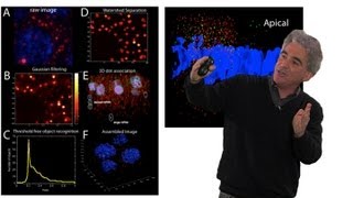 Mike Levine UC Berkeley Part 3 Transcriptional Precision Paused Polymerase II [upl. by Otanod]