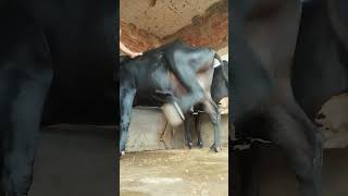 This HF crazy Cow tried to hit a doctor by throwing her leg 😂cattle treatment for babisioa [upl. by Eednar]