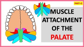 PART3 MUSCLE ATTACHMENT OF THE PALATE  SOFT PALATE  NEET MEDICAL dentalcafe4331 [upl. by Weide]