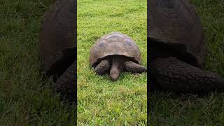 Galápagos giant tortoise eating Chelonoidis niger [upl. by Enar]