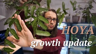 How much did my hoyas grow [upl. by Hatty]