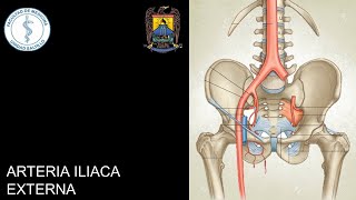 IRRIGACIÓN DE MIEMBRO INFERIOR ARTERIA ILIACA EXTERNA [upl. by Jehial]