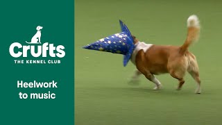 Freestyle Heelwork to Music Competition  Part 3  Crufts 2022 [upl. by Mordecai]