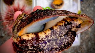 How to Clean and Cook Abalone [upl. by Daniyal]