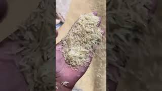 new crop parboiled 1509 1509 food rice 1million recipe okara [upl. by Briano]