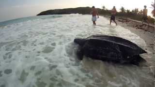 Leatherback Turtle Nesting in Daylight on Vieques  Very Rare subtítulos CC en español [upl. by Anaeirb]