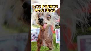 LOS PERROS MAS FEOS DEL MUNDO [upl. by Dlorej]