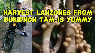 harvest ta lanzones guys [upl. by Ditter353]