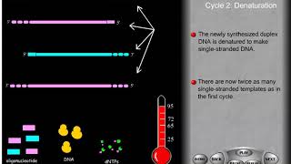 PCR and site directed mutagenesis [upl. by Treblihp]