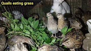 Quail birds grass feeding  in telugu [upl. by Peri]