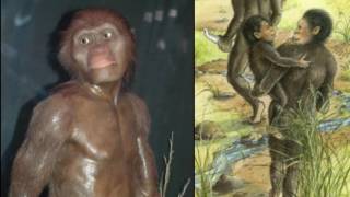 Lucy Australopithecus Reviewed in 9 Minutes Public School Version [upl. by Ahtelra]