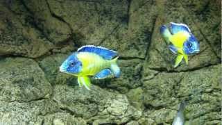 Aulonocara stuartgranti quotblue neonquot Undu reef males fight  PISCES [upl. by Arihay552]