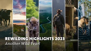 Rewilding Europe 2023 Highlights  End of Year Recap  Another Wild Year [upl. by Caputo]