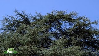 Vert Paname autour du cèdre bleu de latlas du parc de Choisy [upl. by Aiekram]