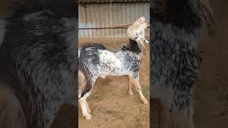 Crazy Boys of Brownfield Farm goat sheepfarm farming kota gujrigoat [upl. by Anrym]