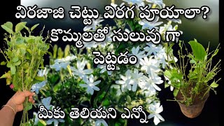 virajaji plant care  how to grow virajaji plant from cuttings in telugu [upl. by Rexford]