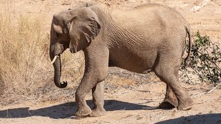 Desert Elephants in Hoanib Desert in Namibia [upl. by Gildus]