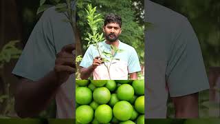 King Batthai Plants  Mosambi Plants  Fruit Plants In Telugu  Ashok Chakra Nursery  Kadiyam Abbai [upl. by Kirat]