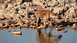 Spotted Hyena roaming around in the day [upl. by Means]