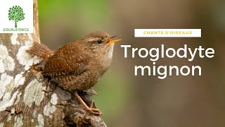 🎶🐦CHANTS dOISEAUX  Le TROGLODYTE MIGNON Troglodytes troglodytes  Eurasian Wren [upl. by Orferd]