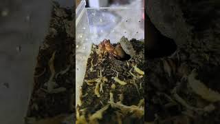 Plug Hole trapdoor spider feeding8 euoplos inornatus australia ytshorts spider furry [upl. by Htiek]