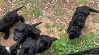 Barbet Puppies [upl. by Moriah306]