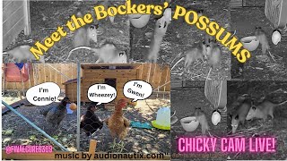 Meet The Bockers by Day  Possum Crew by Night possum livecam possumcam livestream chickencoop [upl. by Demetri]