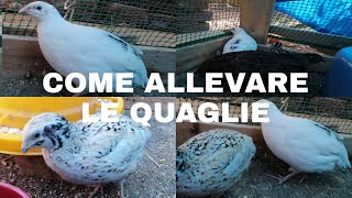 Come ALLEVARE le QUAGLIE [upl. by Shuping]