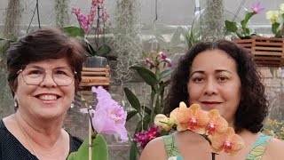 LIVE de ORQUÍDEAS a Venda da FRAN RIBEIRO Outubro com Gislene Meschiatti [upl. by Kandy]