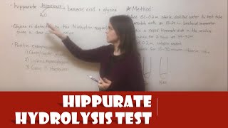 Hippurate Hydrolysis Test [upl. by Orag]