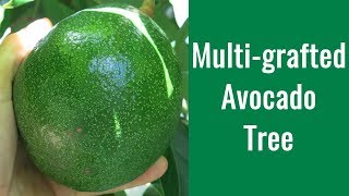 How to Graft Avocado Trees  Multigrafted Avocado [upl. by Gothar]