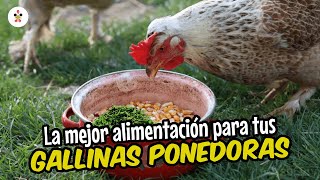 7 Alimentos que no deben faltar en el comedero de tus gallinas ponedoras [upl. by Dang]