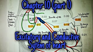 Excitatory and conductive system of heart Chapter 10 part 1 Guyton and hall text book of physiology [upl. by Eadmund]