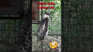 උලමාගේ හඬ  Enchanting Ulama Birds Mythological Call  Spotbellied EagleOwl Sounds [upl. by Tavia846]