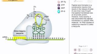 Translation Animation 2  translation elongation in prokaryotes [upl. by Sonitnatsnoc]