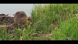 Beaver Boardwalk  Hinton Alberta Canada [upl. by Adriell859]