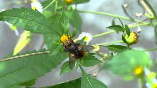 Tachinid Fly Nectaring セスジハリバエの訪花吸蜜 [upl. by Furey]