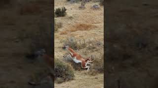 PUMA VS GUANACO [upl. by Aidne830]