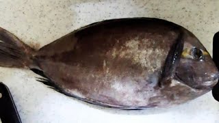 quotHow to Fillet Surgeonfish for a Tasty Dishquot [upl. by Rheingold]