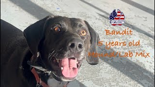 “Bandit”  HoundLab Mix  5 Years Old  Board amp Train w CanineTrainer Gray  OLK9 Lexington [upl. by Yecnay]