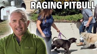 Confronting A Pit Bull With An Addiction To Attack  Cesar 911 Season 2 Ep 7  Part 1 [upl. by Yecak]