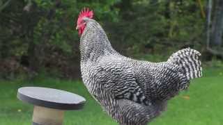 Cletus The Barred Plymouth Rock Rooster  Crowing [upl. by Natividad]