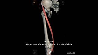 Sartorius muscle [upl. by Shadow]