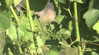 Learn Growing Cycle Pinot Noir Small Winery Napa Valley [upl. by Ylehsa471]